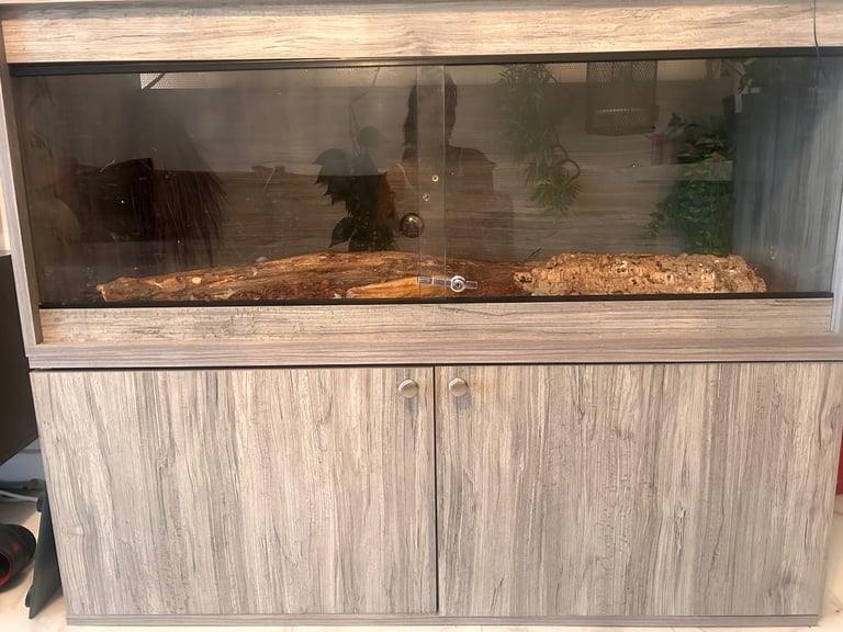 Ball Python and 4ft vivarium and cabinet 