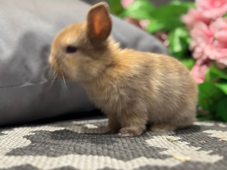 ⭐️ 1 mini lop boy ready to go!!