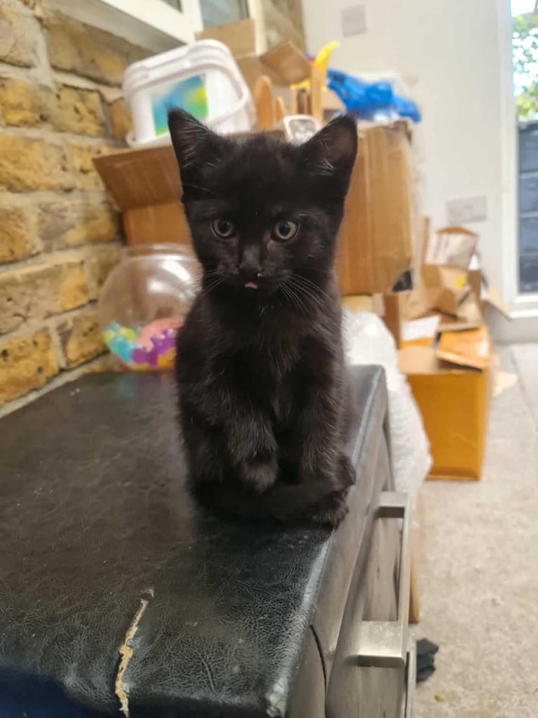 2 months old kittens