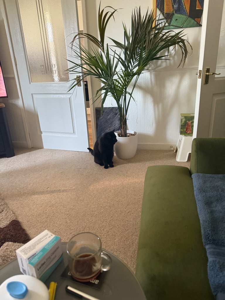 Bombay Cat