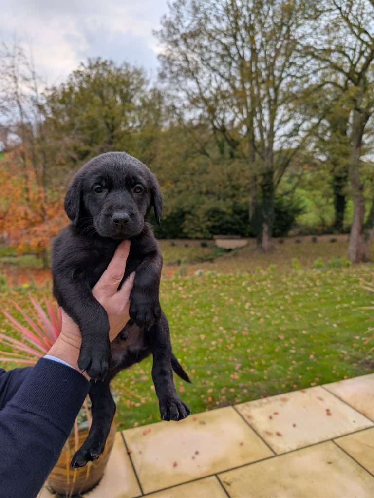 Outstanding Labrador Pupies For sale