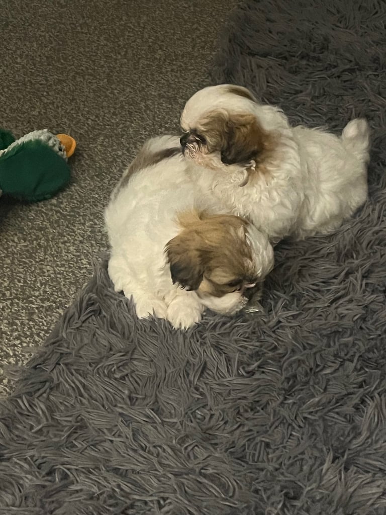 Malshi puppies
