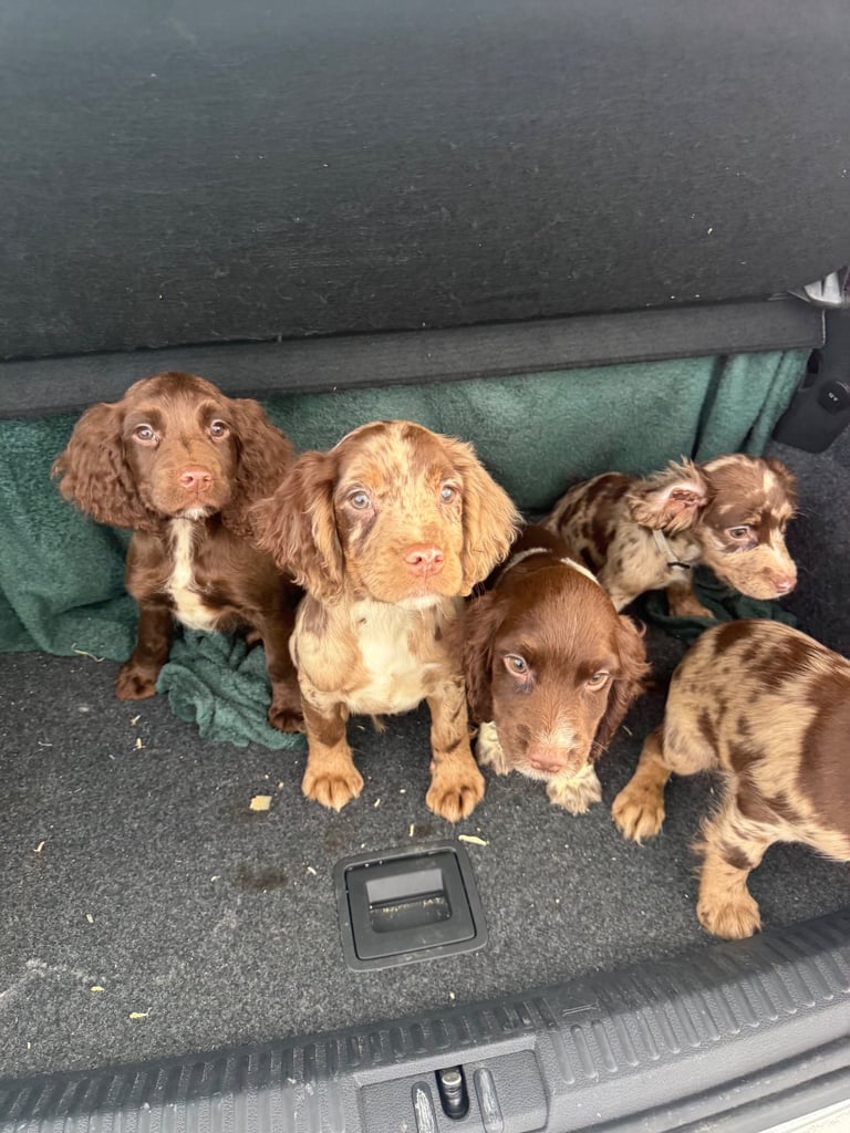 English Cocker spaniel puppies 