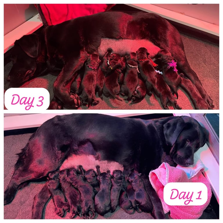 Labrador Retriever Puppies Available Now