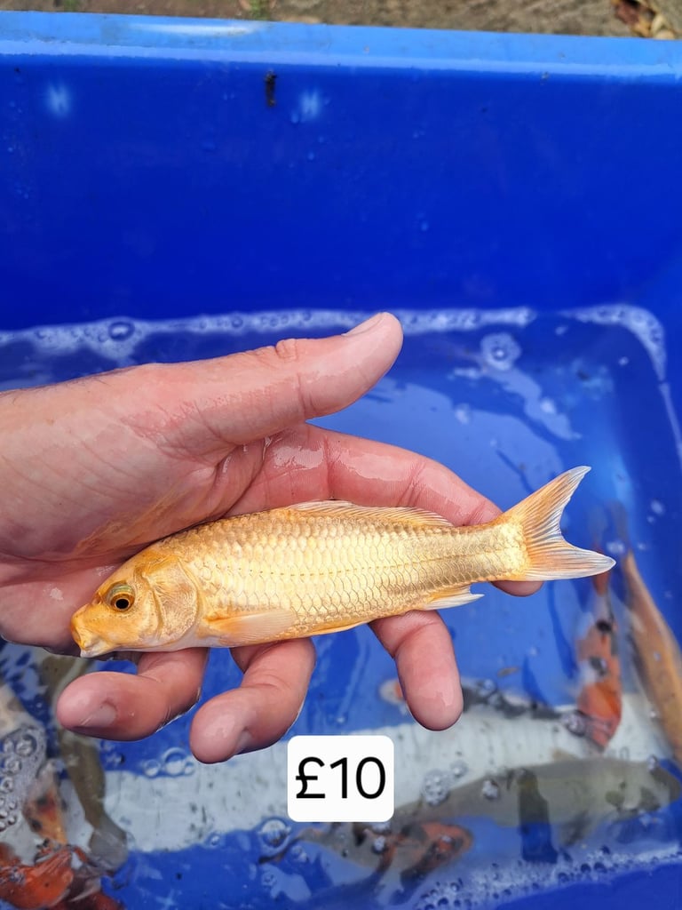 Koi for sale