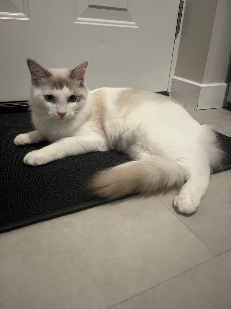 🩵 Beautiful 7-Month-Old Ragdoll Boy