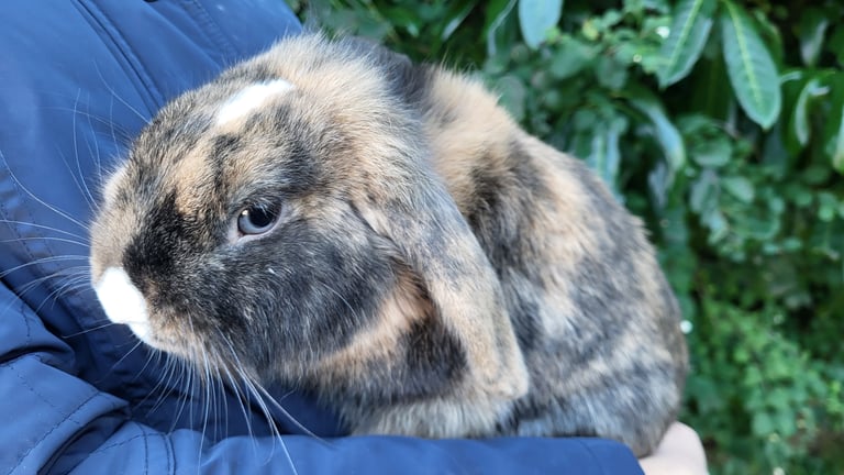 image for Male mini lop 