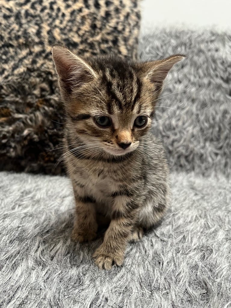 5 tabby kittens for sale 