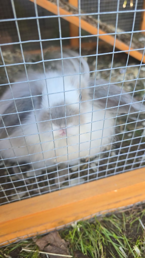 2 female baby rabbits please read description. 