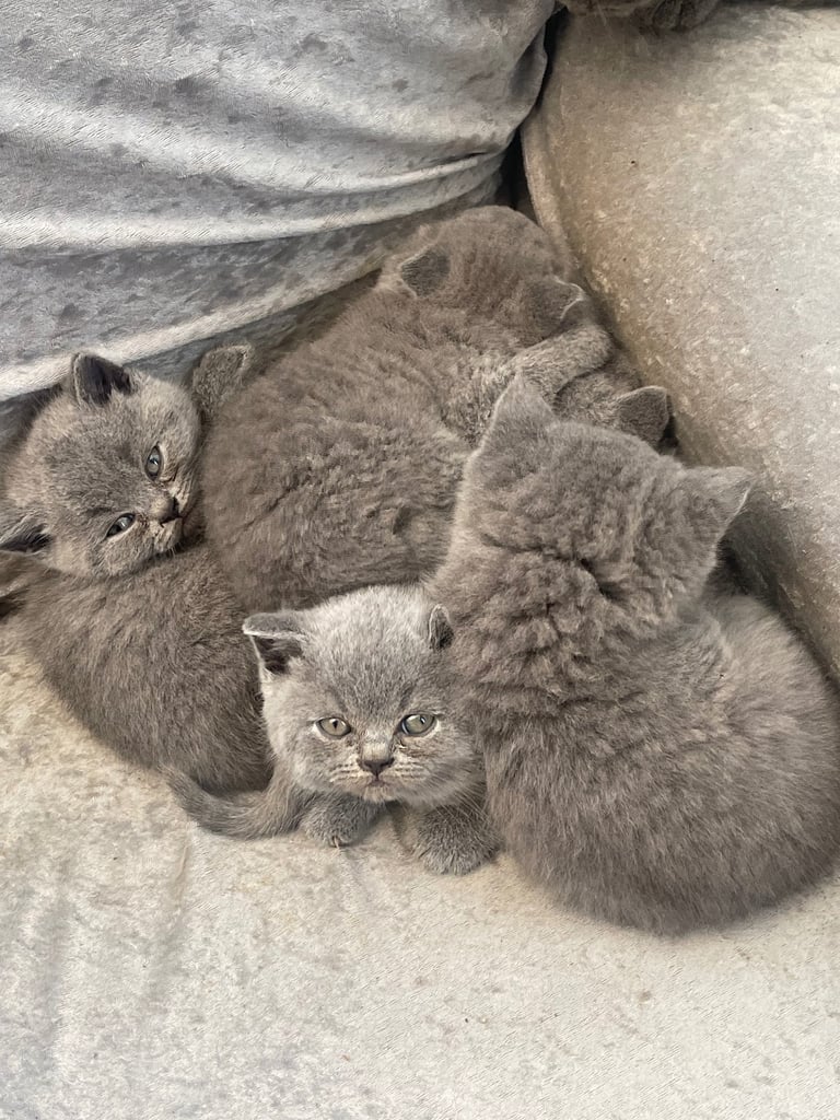 6 British short hair kittens 