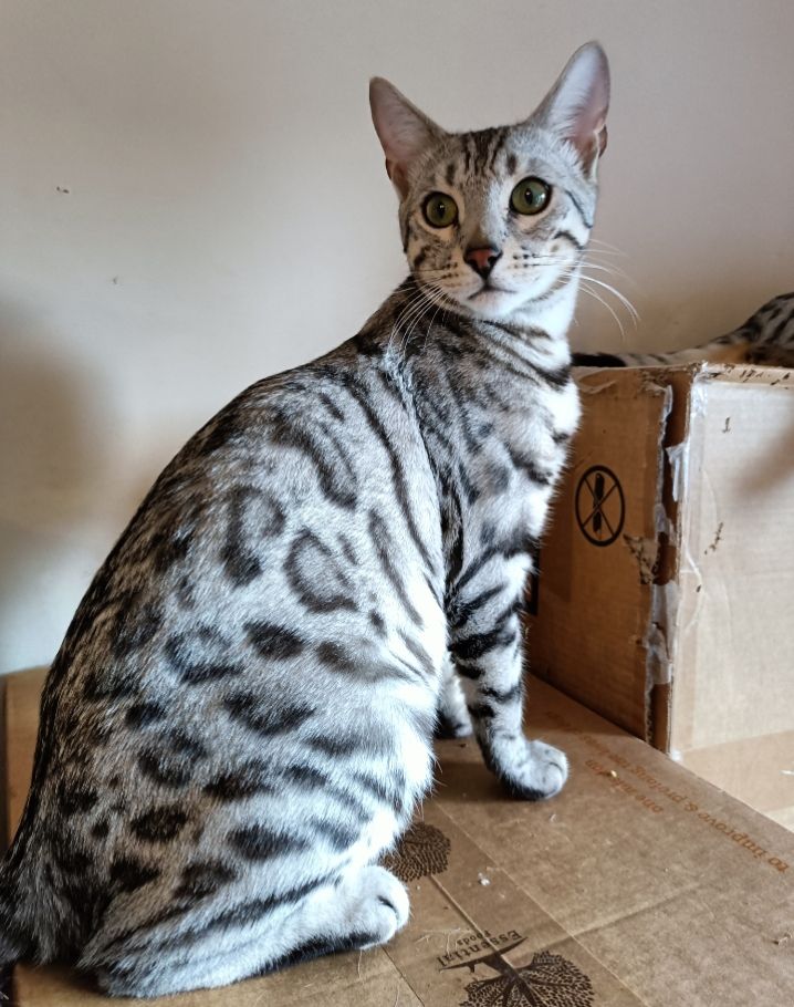 G5 Silver Rossetted Bengal Boy