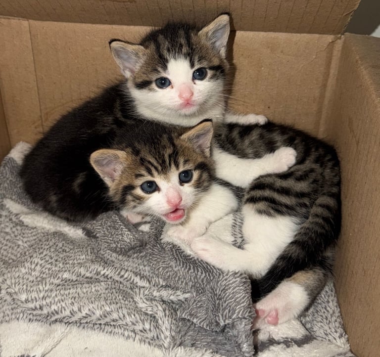 Two beautiful Kittens boy and girl Ready to go