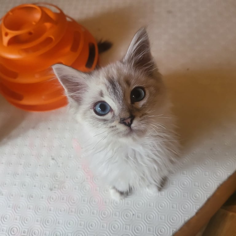 Ragdoll kittens