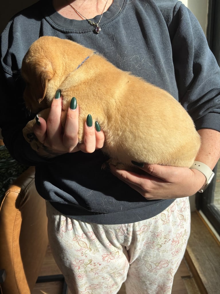 Beautiful Labrador puppies