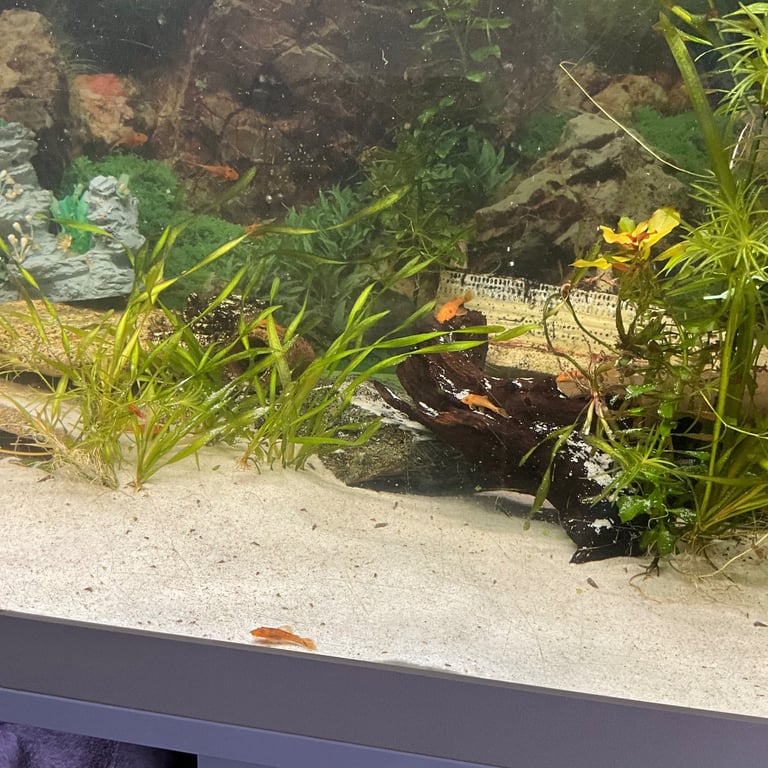 Super red pleco 