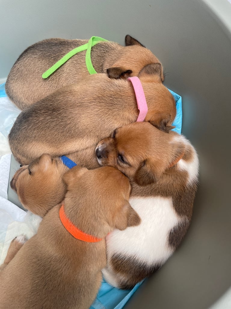 Jack Russell Pups