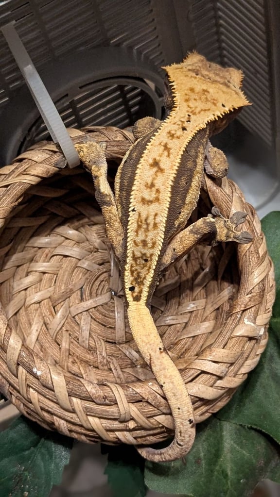 New Caladonian geckos Cresties, Chahoua, gargoyles, Eurydactylodes 