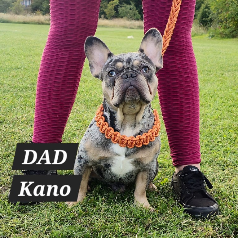 KC unique french bulldog puppies
