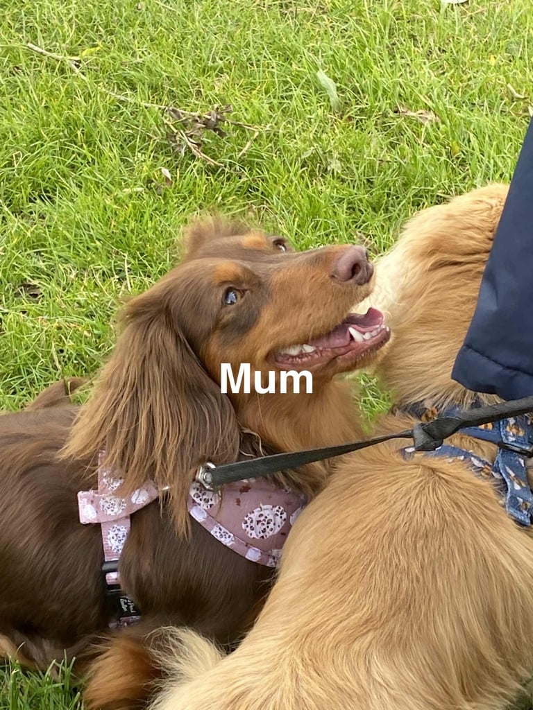 Beautiful KC Long Hair Miniature Dachshund  puppies! Looking for there forever 5* homes! 🏡 🥰🐾🐶