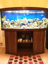 Juwel Vision 260 dark marine tropical fish tank aquarium (delivery