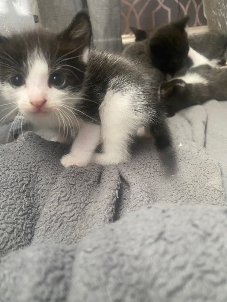  Beautiful fluffy kittens 