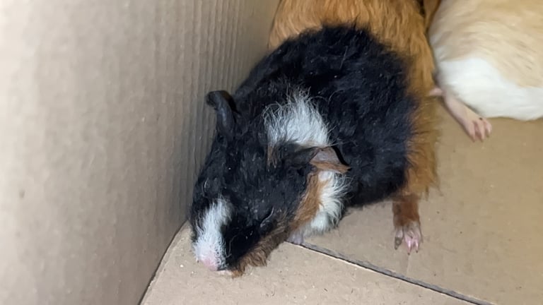 Baby guinea pigs