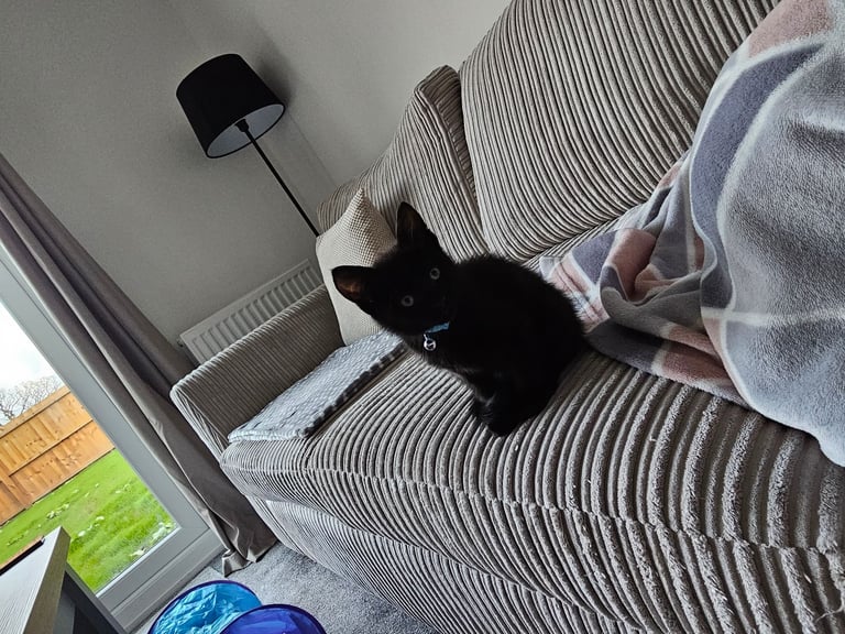 Cat for Rehoming