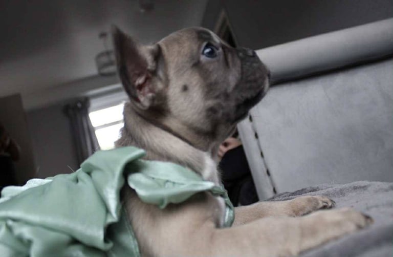 French Bulldog Puppies 
