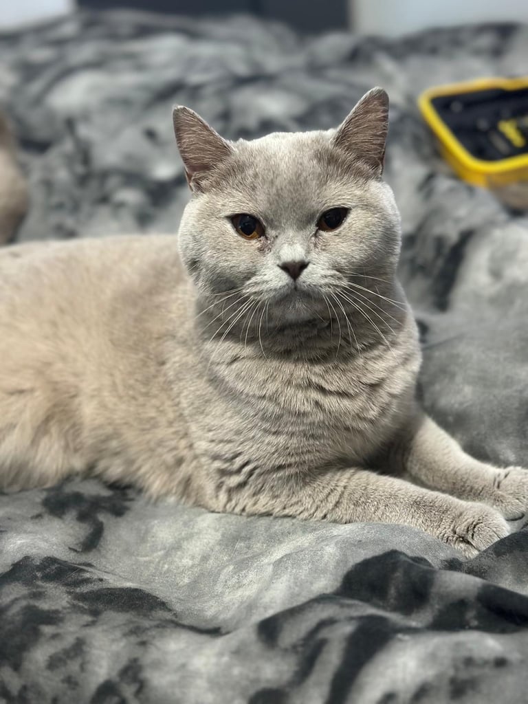 British shorthair Female Lilac cat 