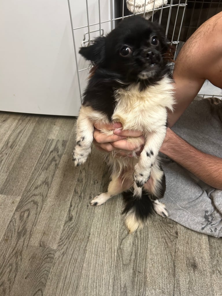 Chihuahua x shitzu no offers