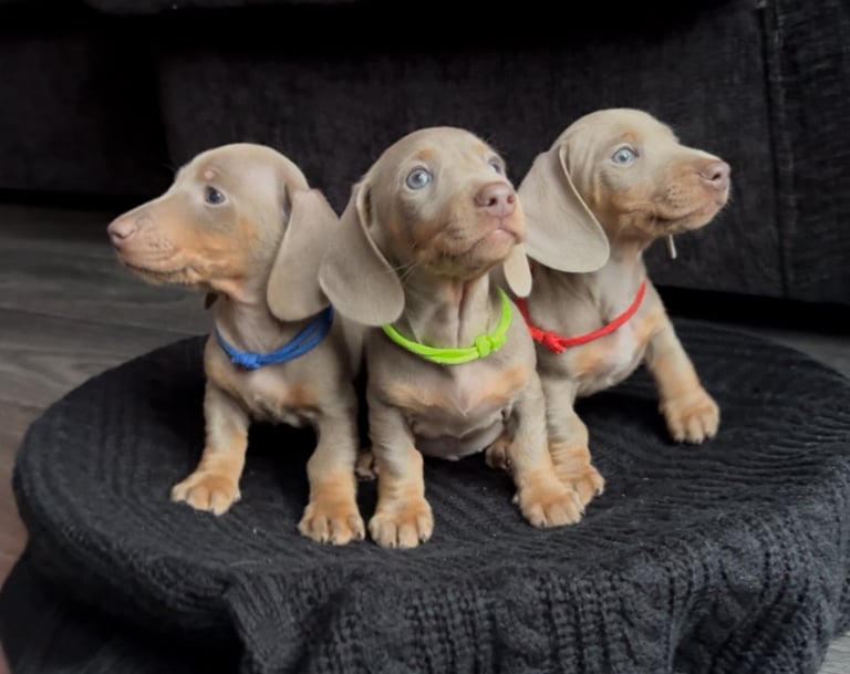 Miniature Dachshund Puppies 
