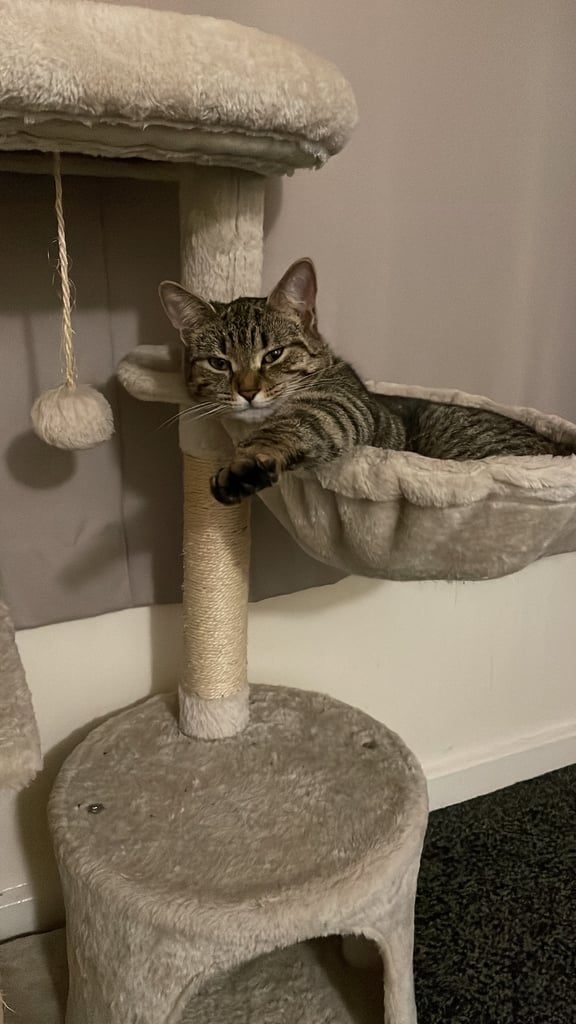 Female tabby for sale 