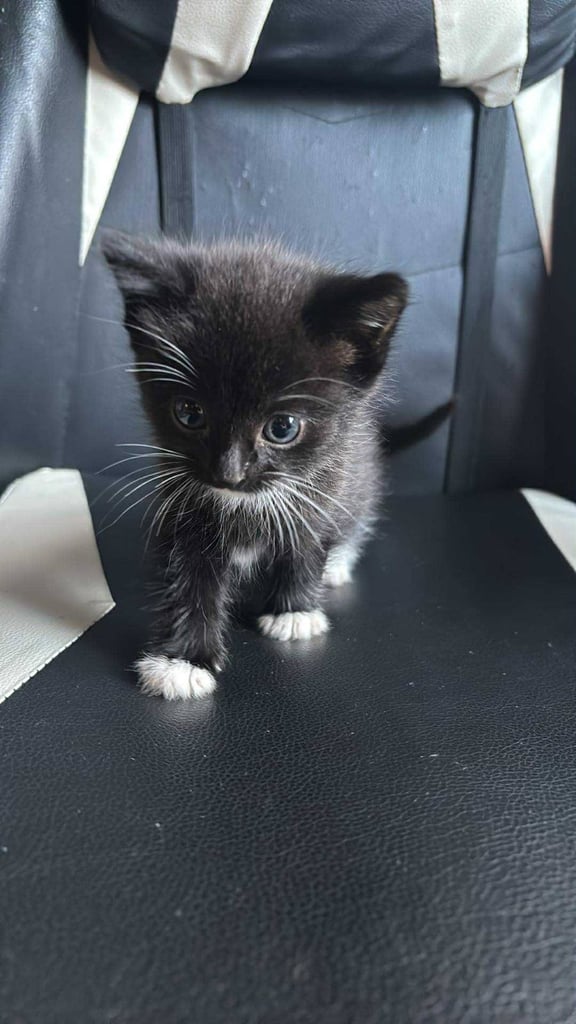 2 male kittens