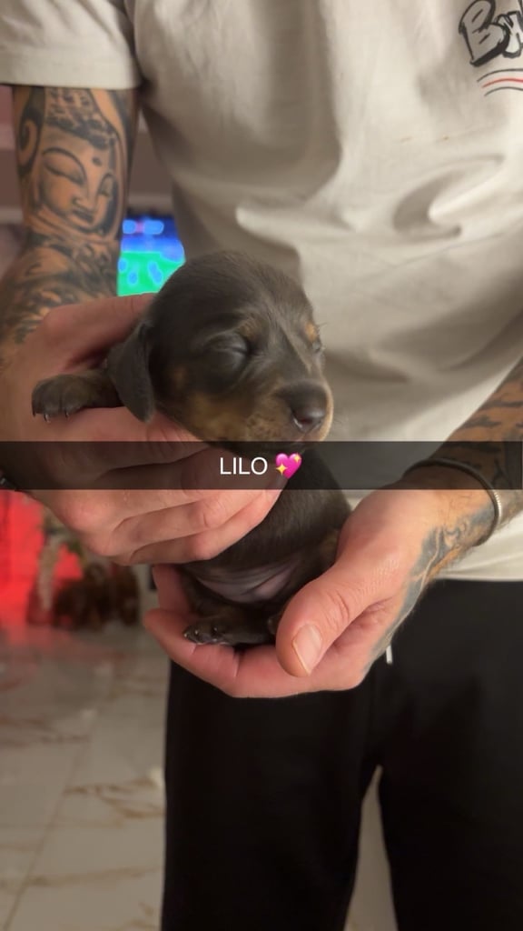 Miniature dachshund for sale £1200