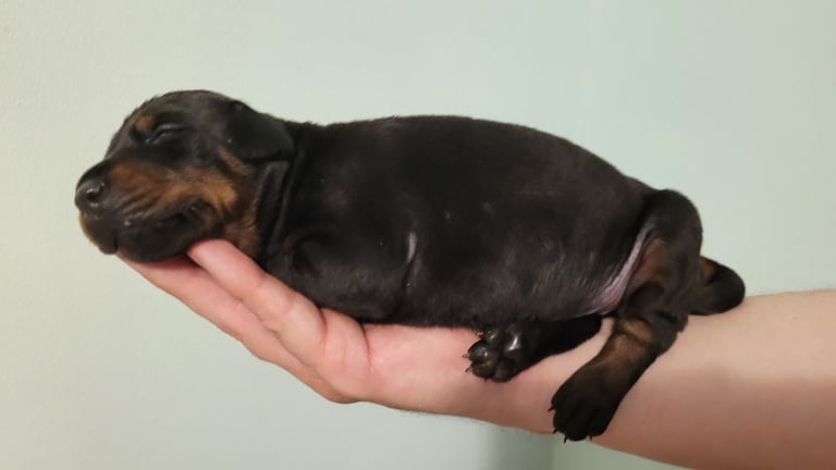 *all gone* Stunning KC reg Dobermann puppies 