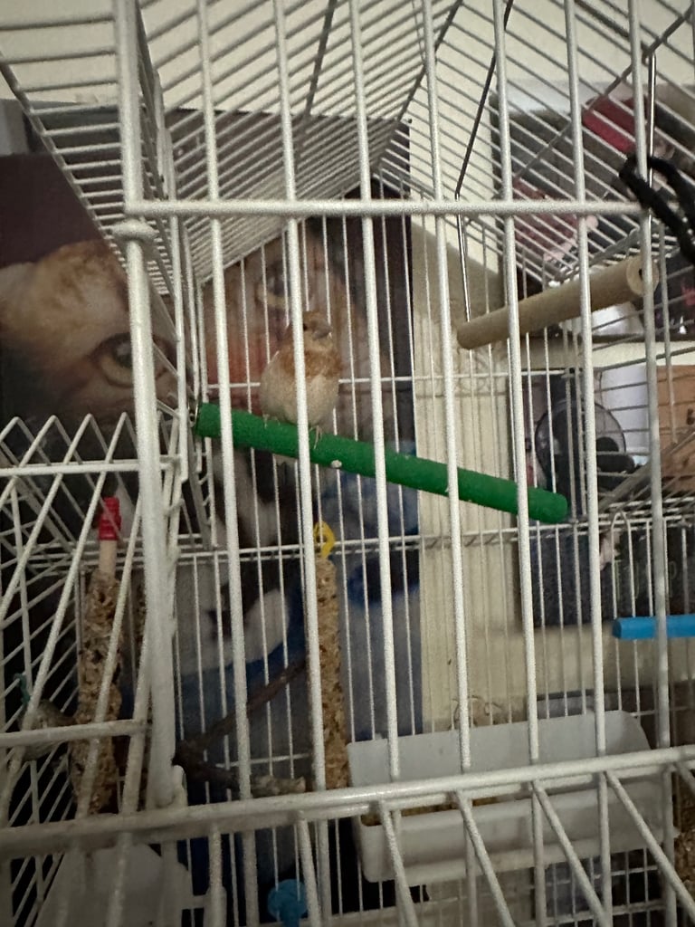 Male bengalize finch and cage