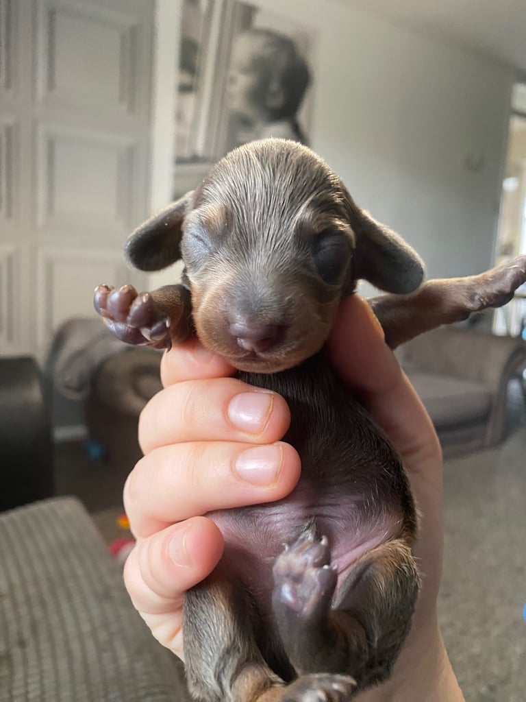 3 male miniature dachshunds