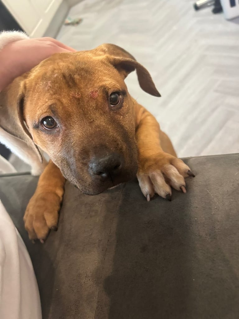  Staffordshire bull terrier female 