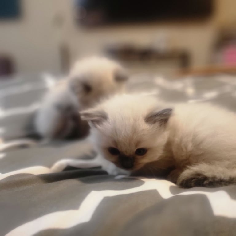 Beautiful two little Ragdoll