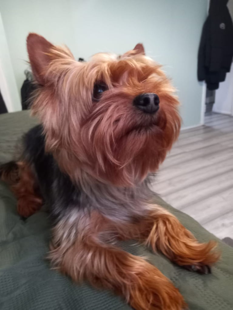 Biewer/Yorkie
