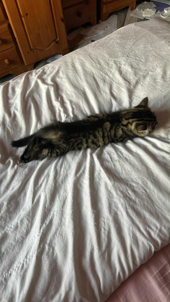 Fluffy all coloured female available