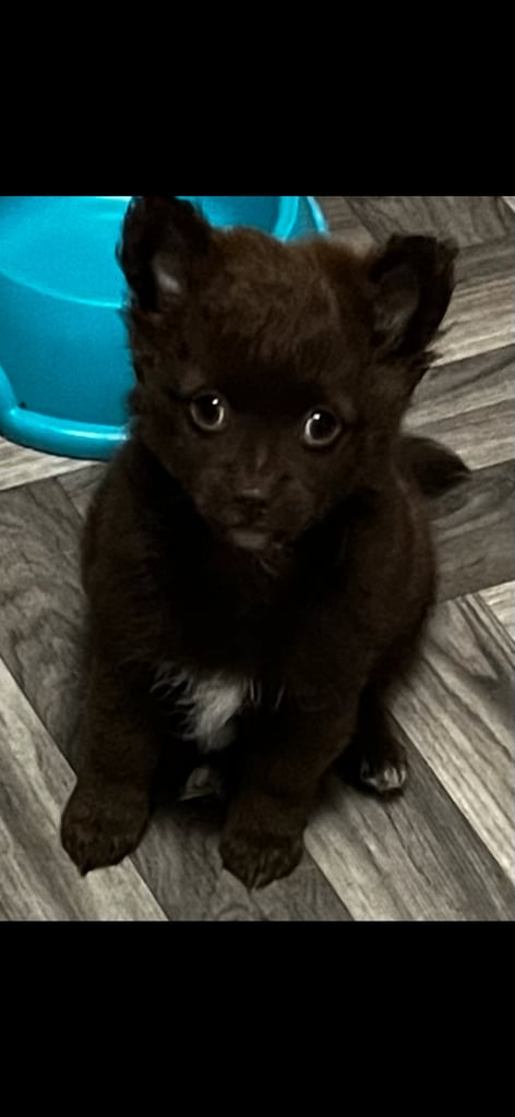 Gorgeous pomeranian puppies