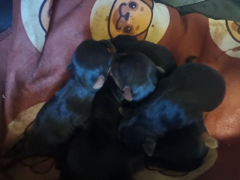 Yorkshire terrier puppy 