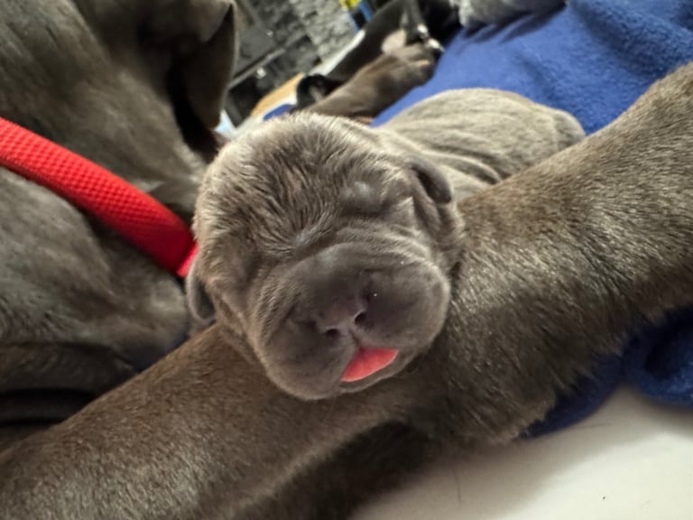 11 Neapolitan mastiff puppies for sale Newcastle 