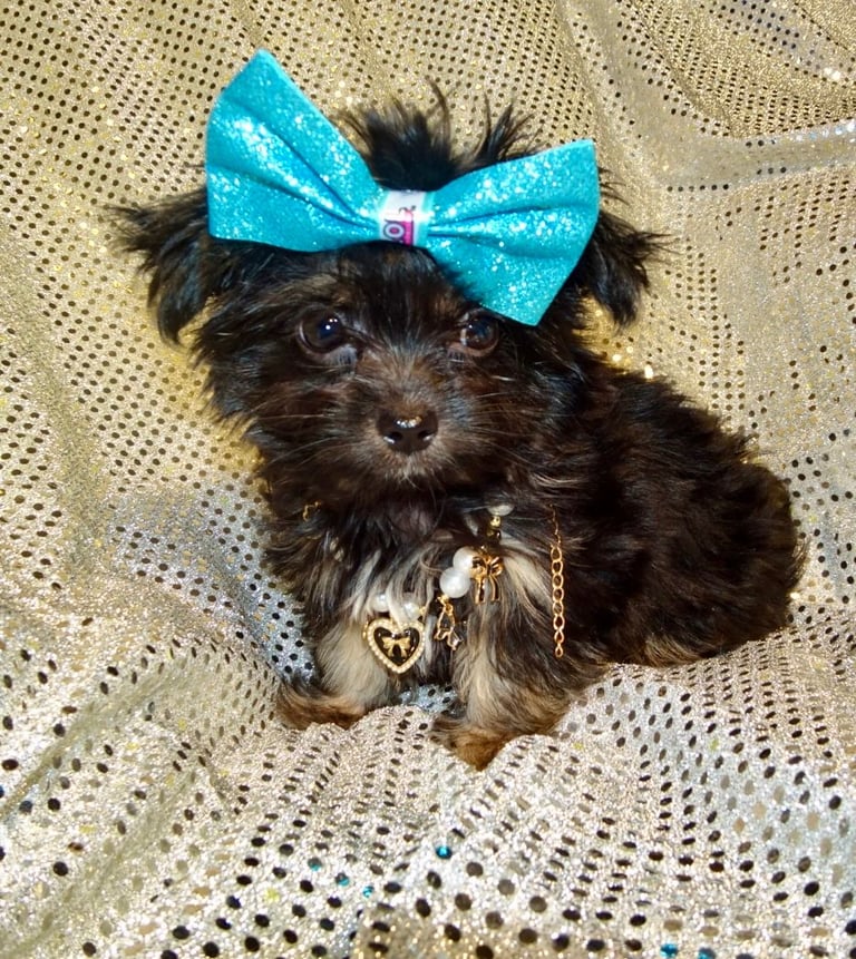 XXXXXXXXS Stunning Micro Tiny Black Blue & Tan Maltese X Chihuahua F1 Malchi Boy Puppy