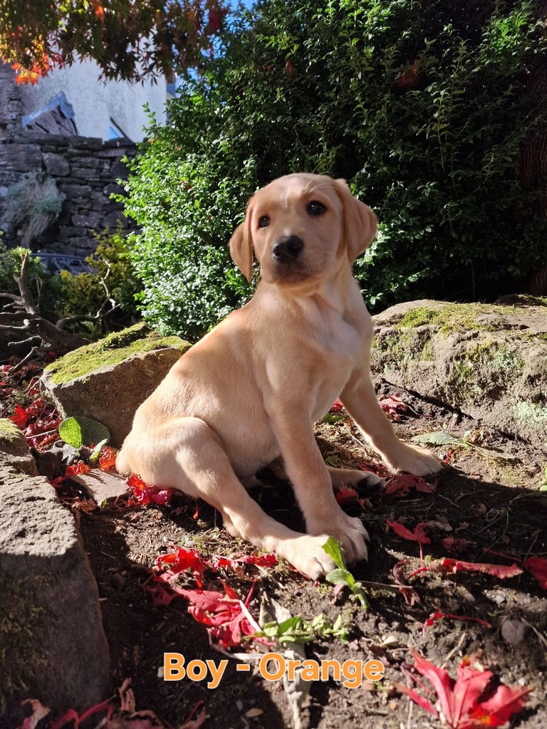 Labrador Cross Pups