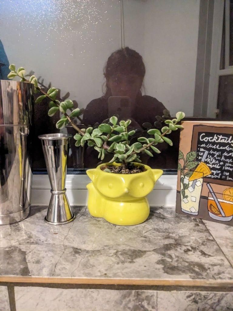 Succulent Plant in Fox Pot