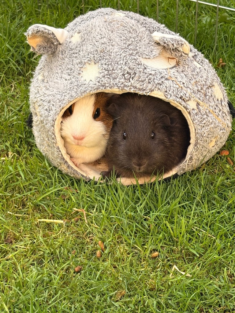 Two Female guinea pigs plus hutch