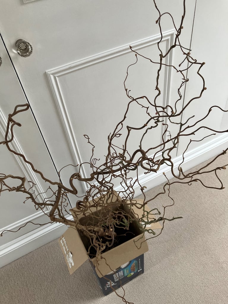 Twisted/Corkscrew Hazel ideal for flower decoration. Collect Fulham