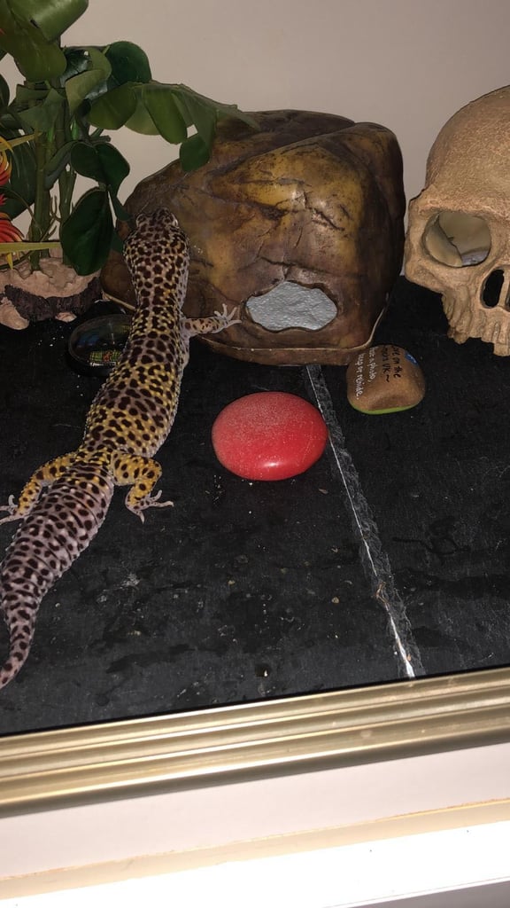 Leopard Gecko with Tank and Accessories